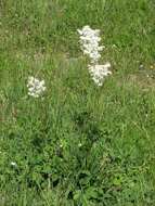 Imagem de Filipendula vulgaris Moench