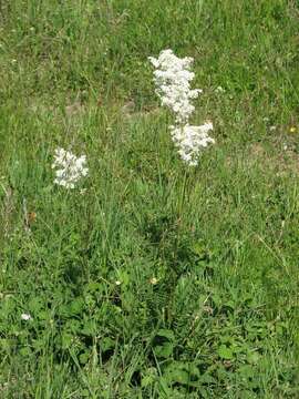 Image of dropwort