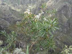 Слика од Convolvulus floridus L. fil.