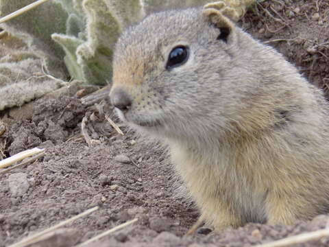 Image of Wyoming ground squirrel