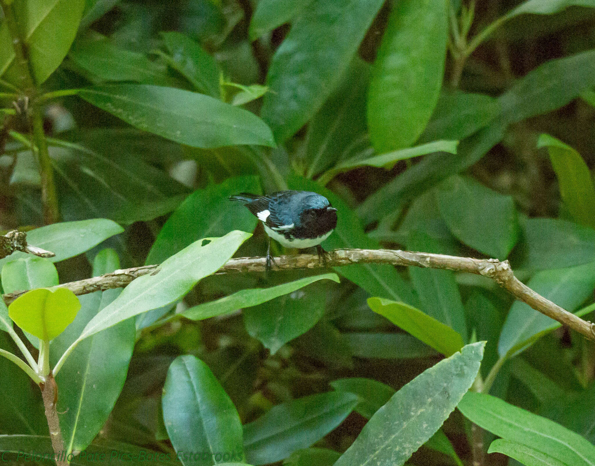 Image of Setophaga caerulescens cairnsi (Coues 1897)