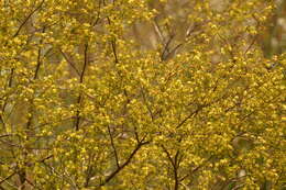 Image of Mimosa bonplandii Benth.