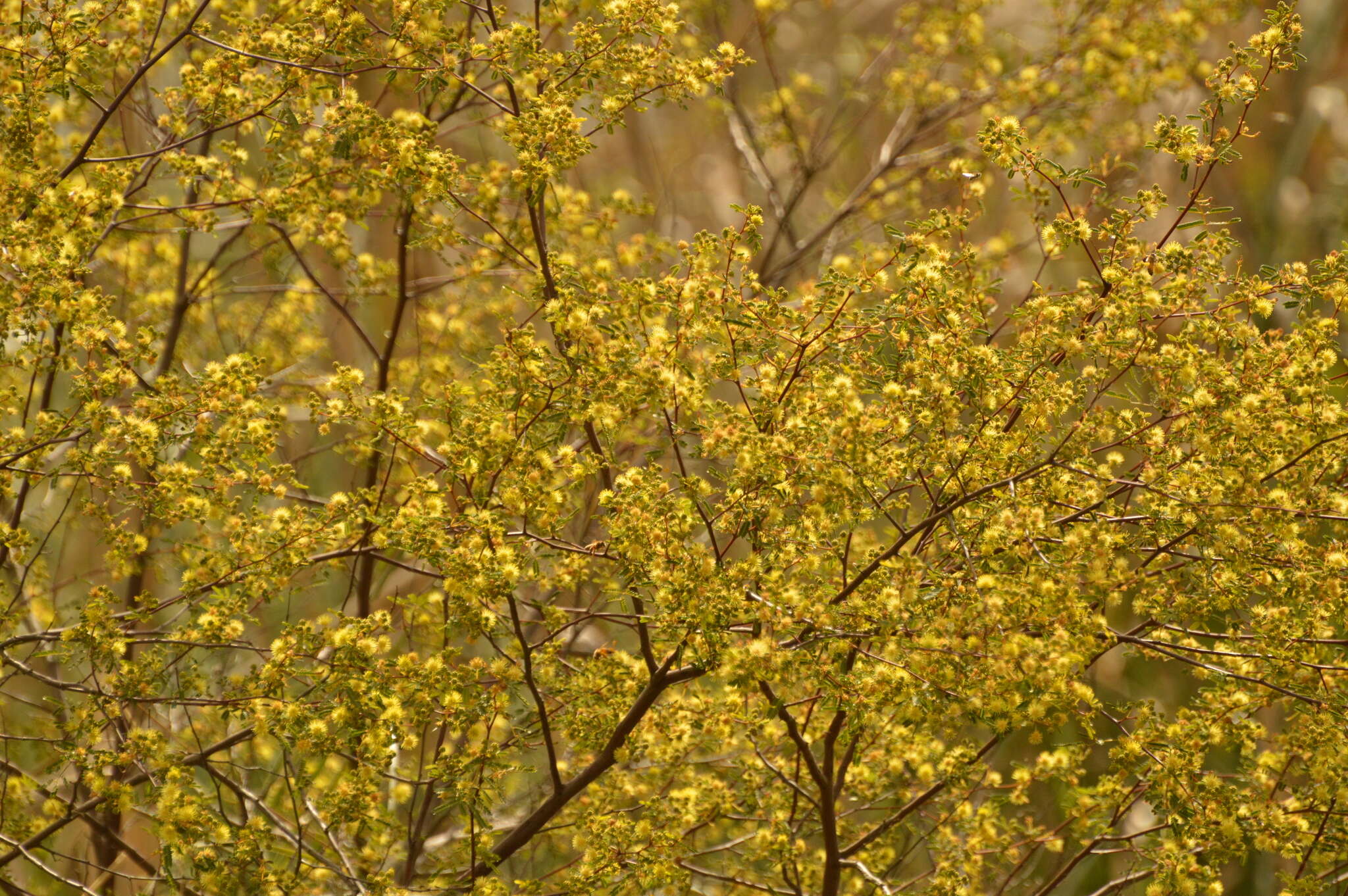 Image of Mimosa bonplandii Benth.