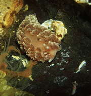 Image of orange-brown aeolid