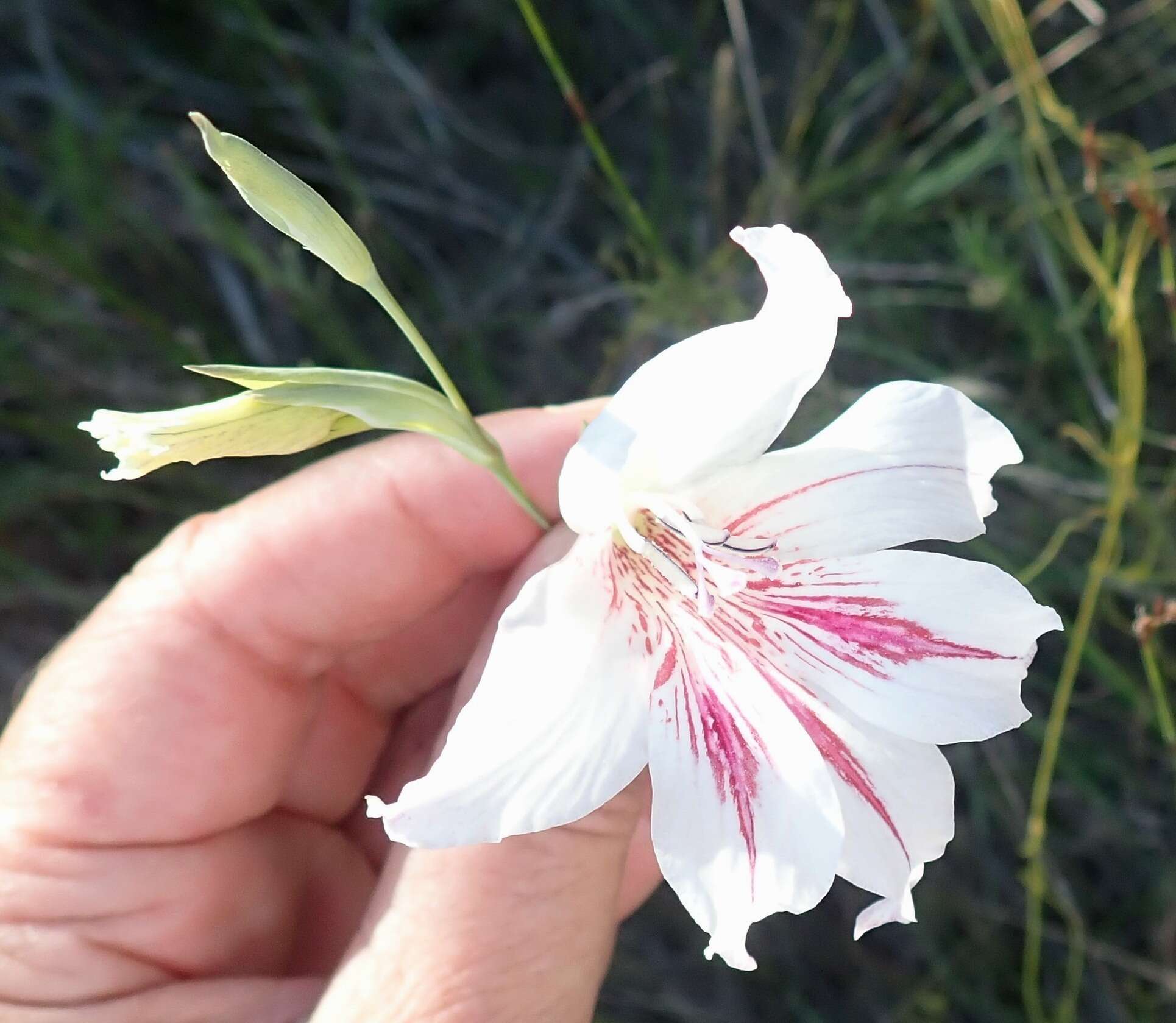 Слика од Gladiolus roseovenosus Goldblatt & J. C. Manning