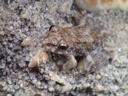 Litoria meiriana (Tyler 1969)的圖片