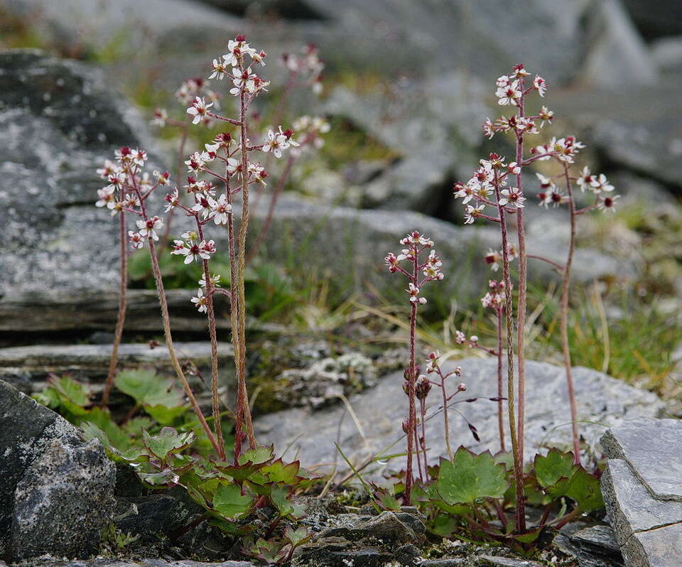 Image of Porsild's Pseudosaxifrage