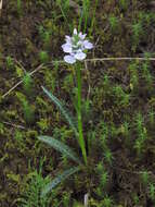 Image of Heath spotted orchid