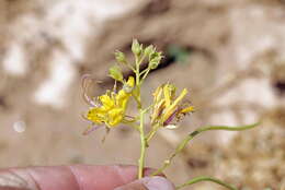 Plancia ëd Kersia foliosa var. lutea (Sond.) Roalson & J. C. Hall