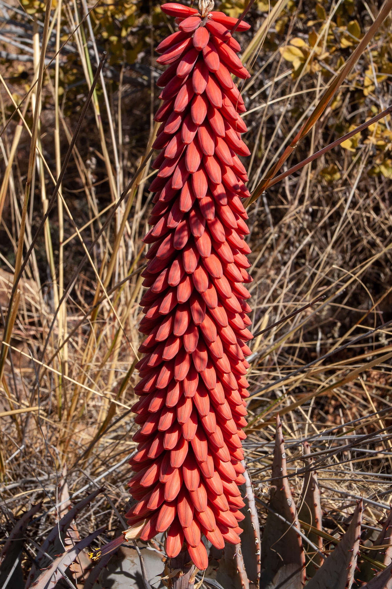 صورة Aloe peglerae Schönland