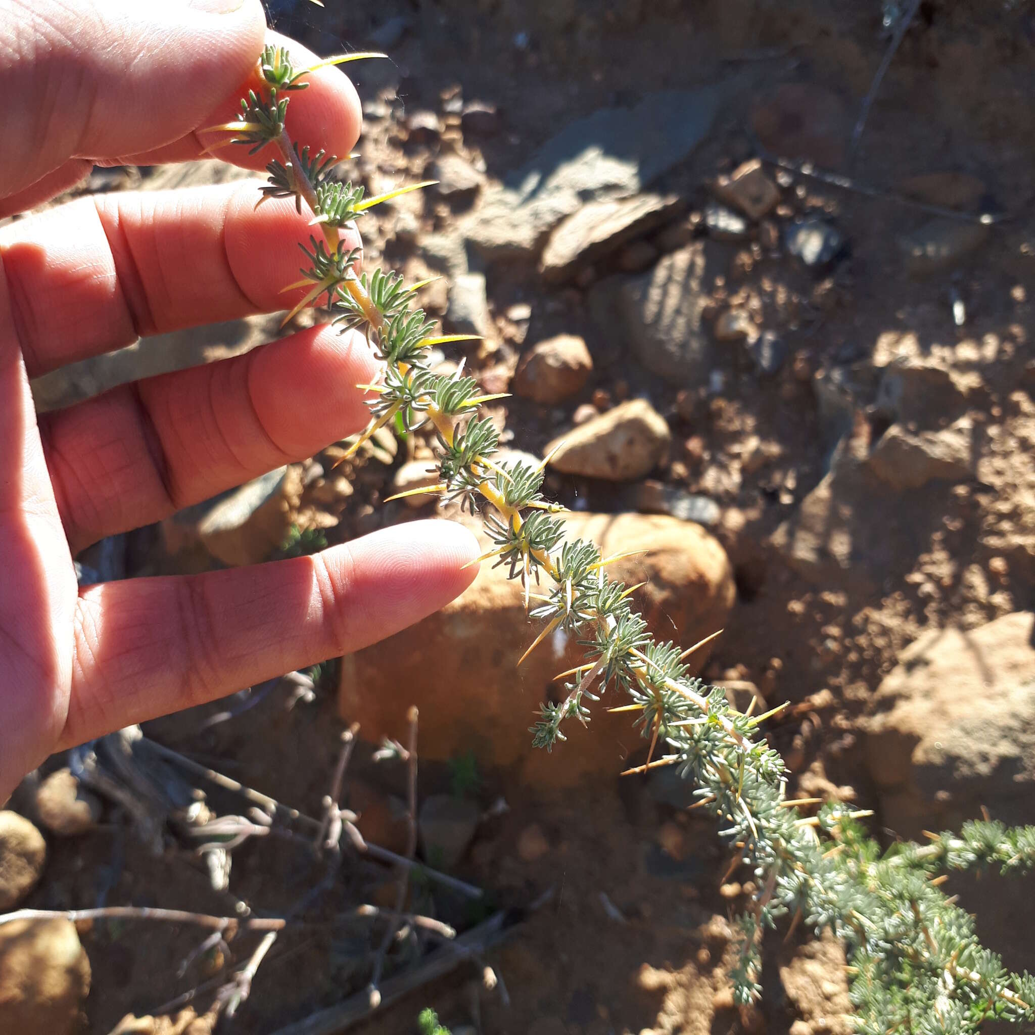 Plancia ëd Aspalathus acanthophylla Eckl. & Zeyh.