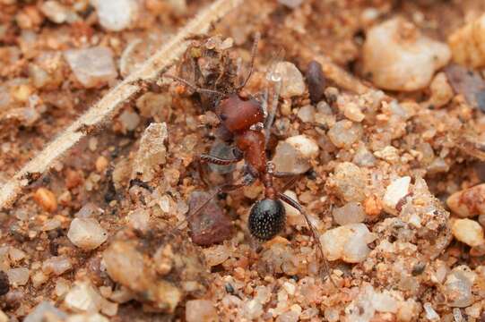 Image of Bicolored Harvester Ant