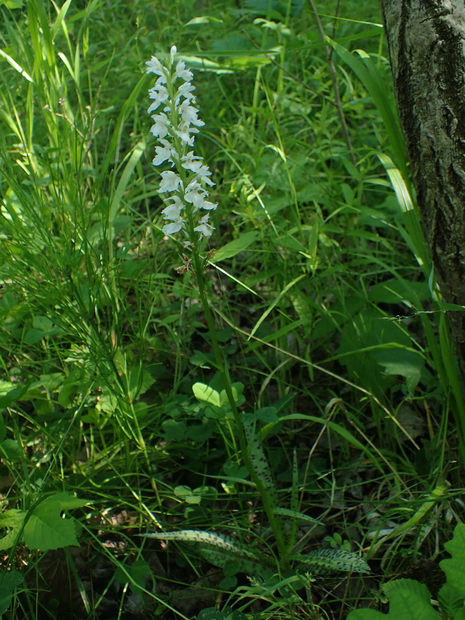 Image of Dactylorhiza maculata subsp. ericetorum (E. F. Linton) P. F. Hunt & Summerh.