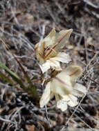 Imagem de Gladiolus floribundus Jacq.