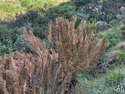 Image of Drakensberg Cycad