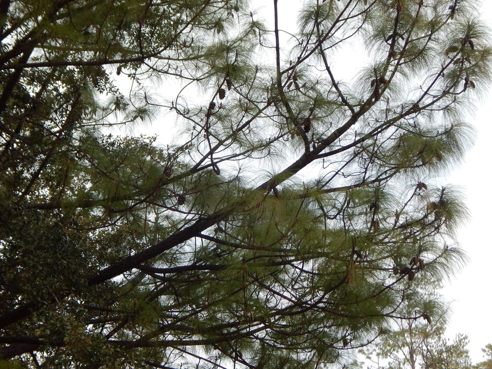 Image of Thin-leaf Pine