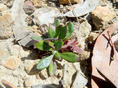 Image of Goodenia blackiana R. C. Carolin