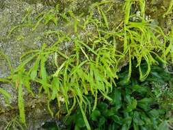 Image of Pinguicula longifolia DC.