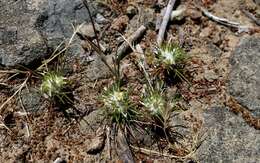 Image de Eriastrum abramsii (Elmer) Mason