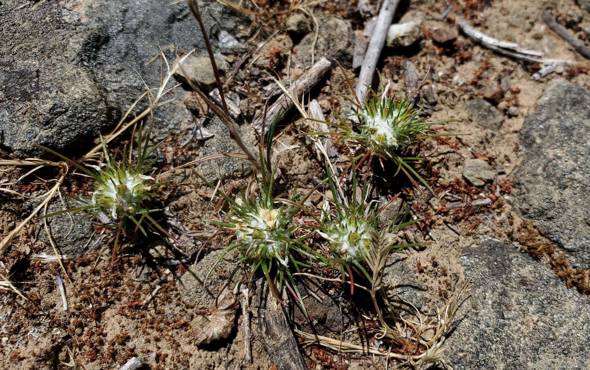 Imagem de Eriastrum abramsii (Elmer) Mason