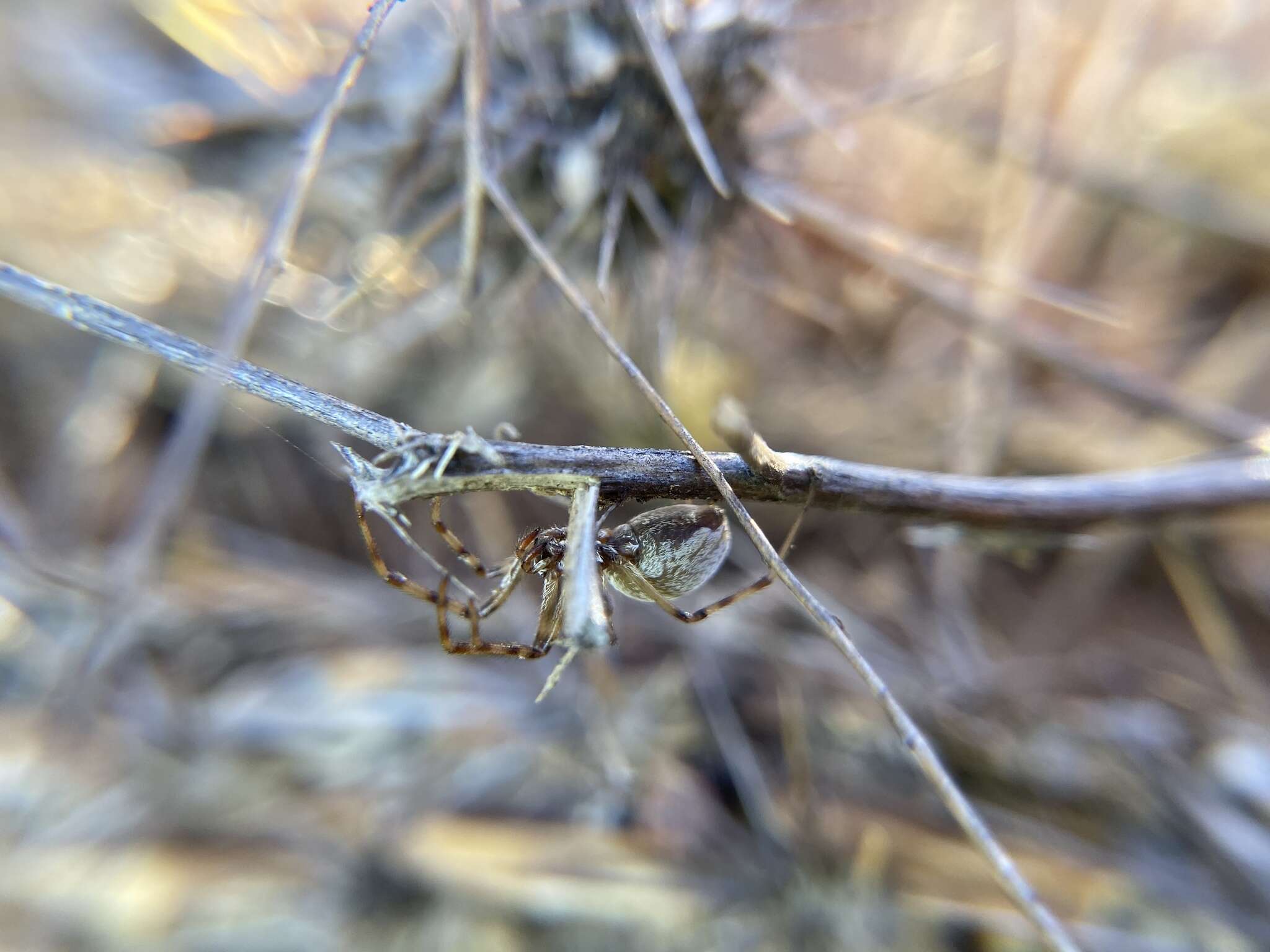 Image of coneweb spiders