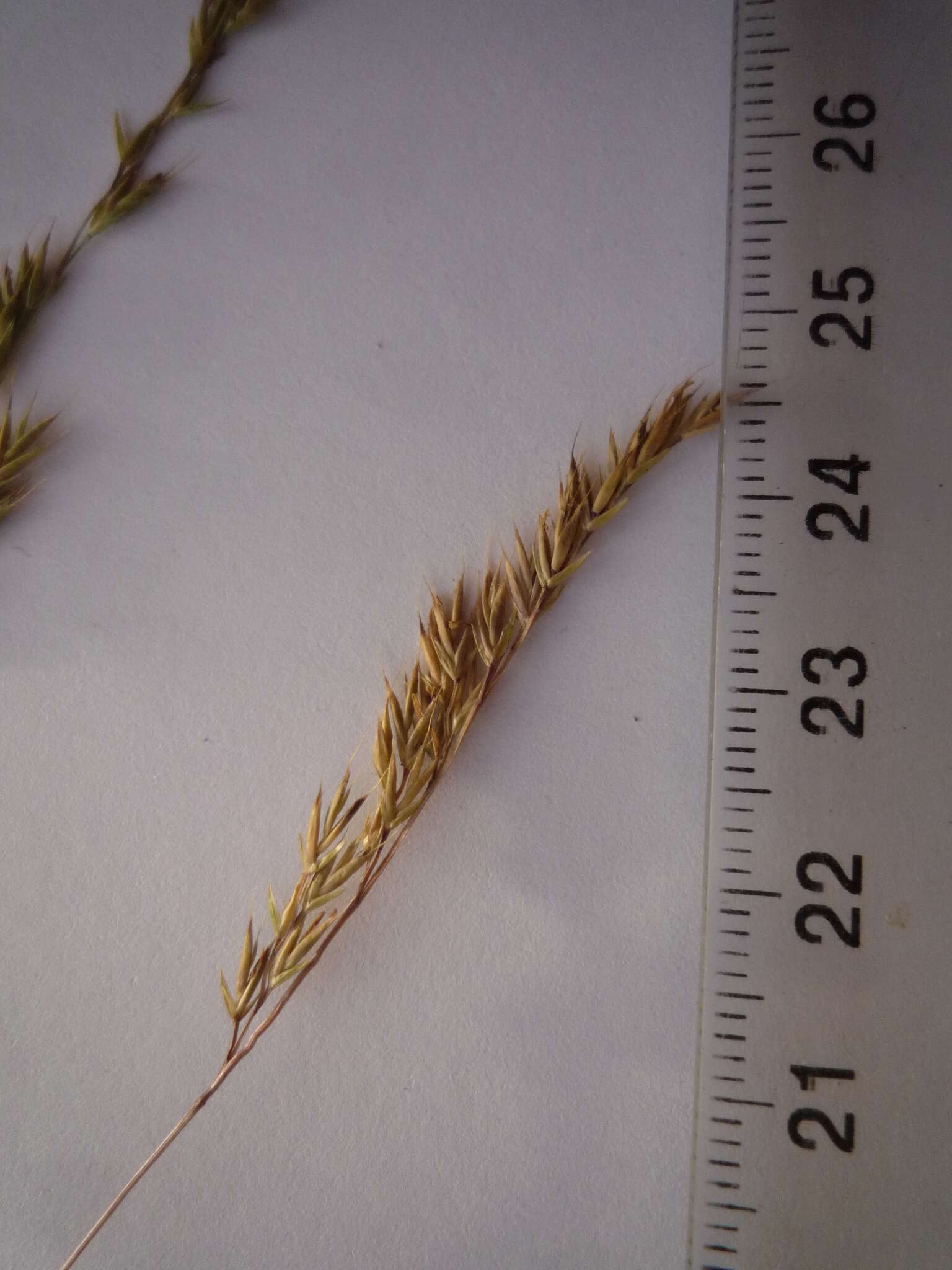 Image of Festuca rupicola Heuff.