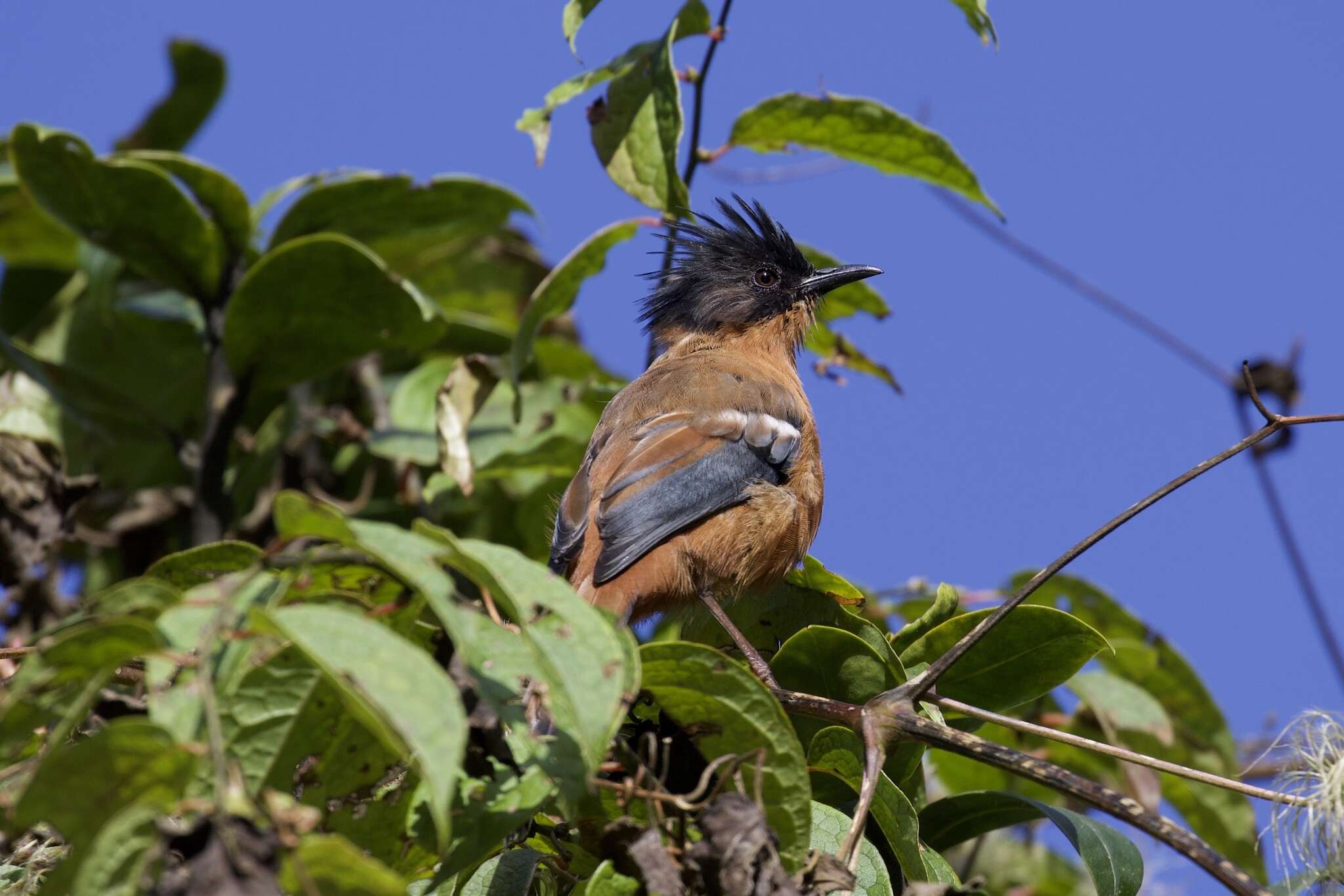 Image of Rufous Sibia