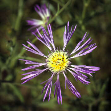 Plancia ëd Volutaria muricata (L.) Maire