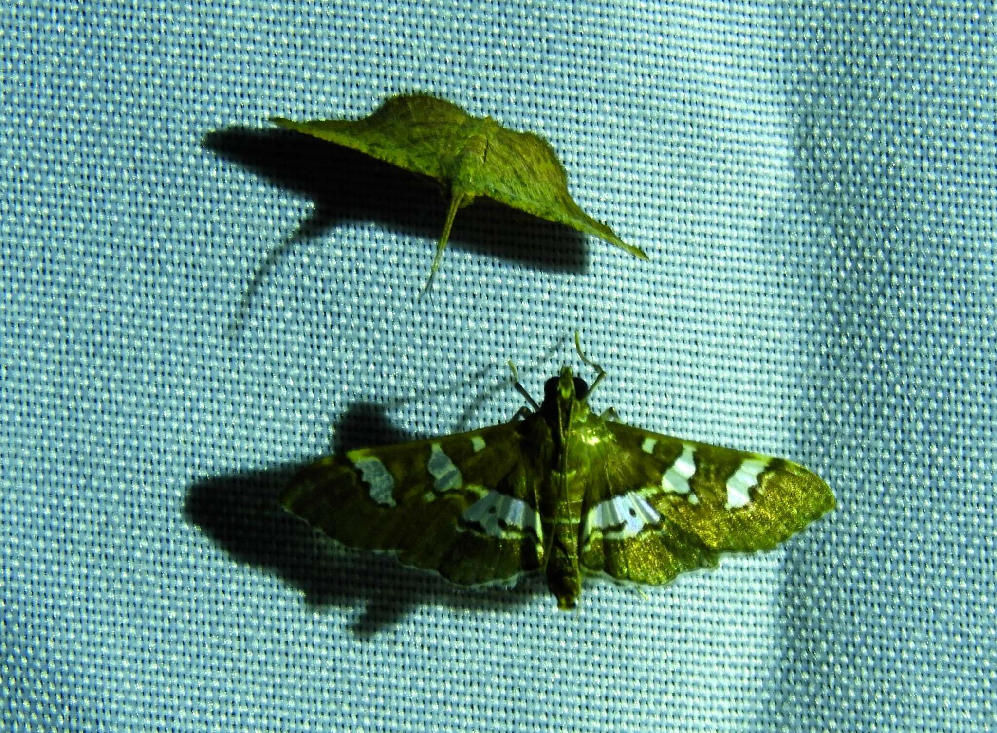 Image of Desmia ufeus Cramer