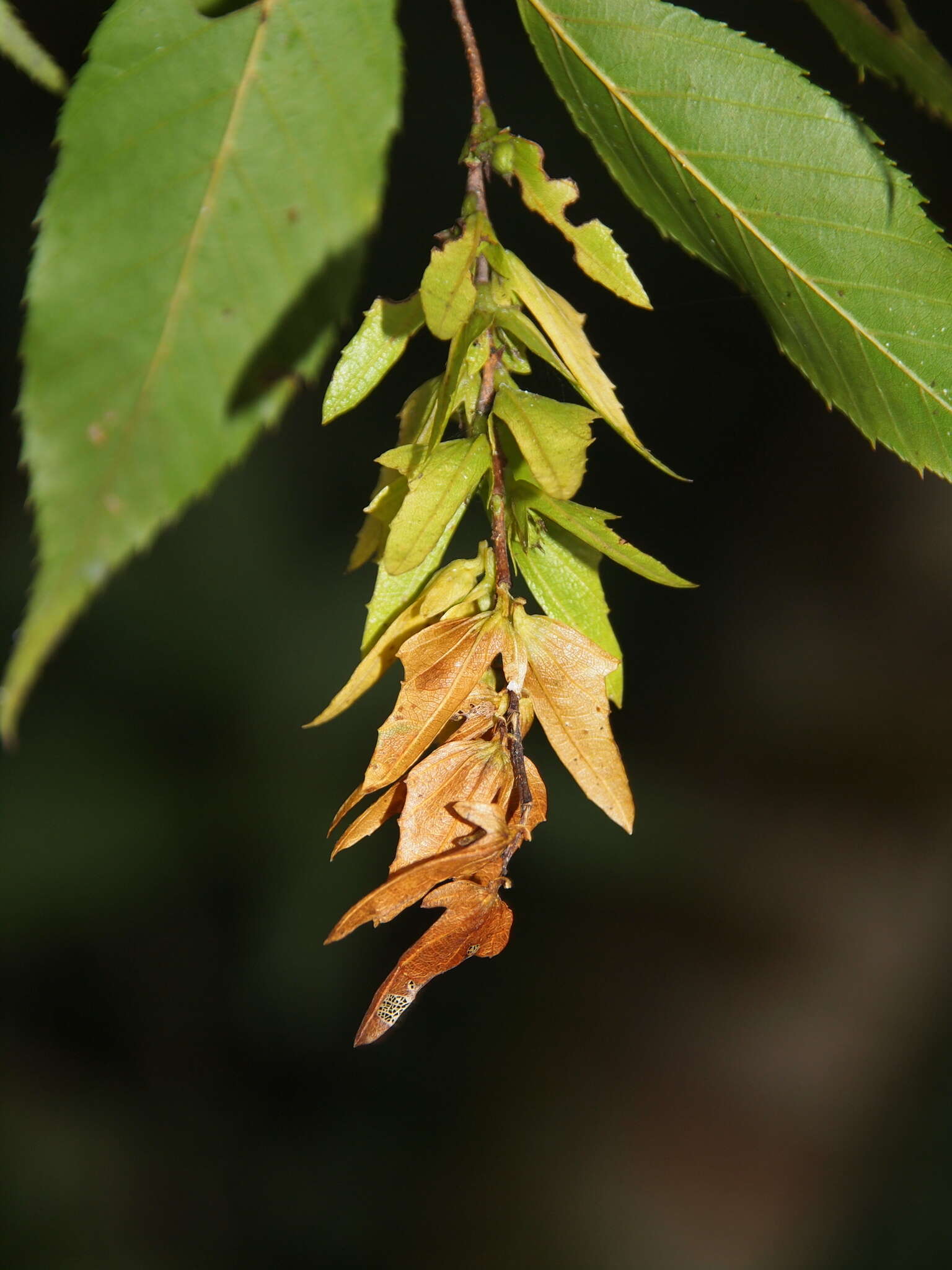 Image of Carpinus viminea Wall. ex Lindl.