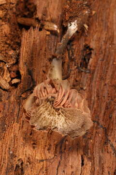 Image of Entoloma cuboideum Hesler 1967