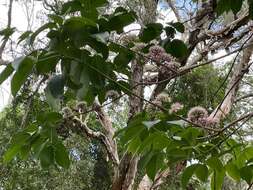 Imagem de Melicope elleryana (F. Müll.) T. G. Hartley