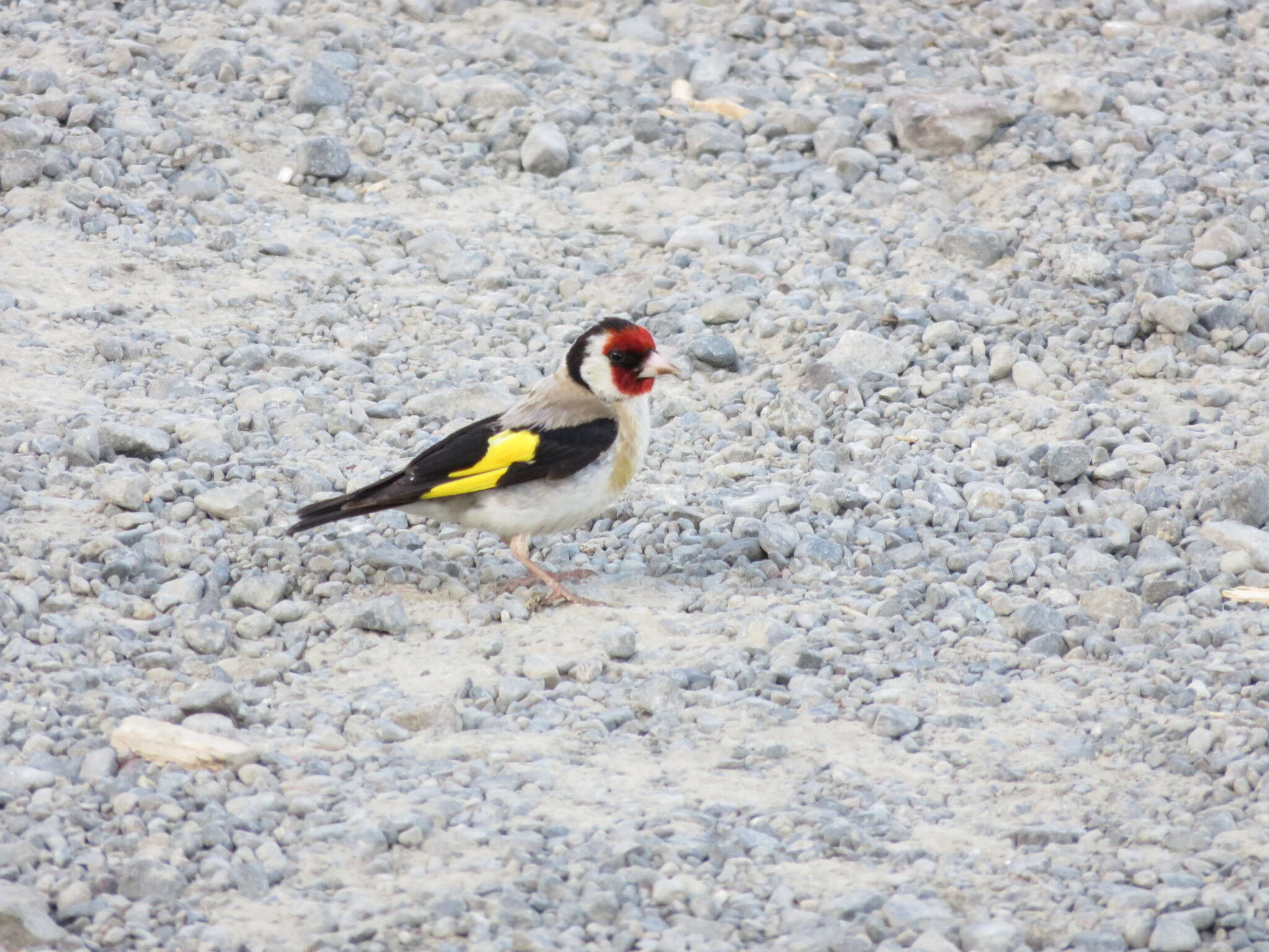 Image of Goldfinch