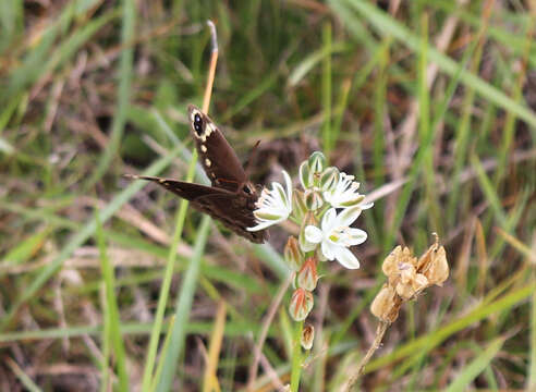 Image of Dira clytus eurina Quickelberge 1978