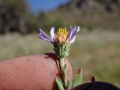 Image of western meadow aster