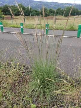 Image of Aristida setacea Retz.