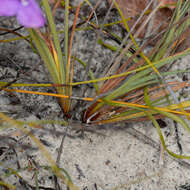 Image of Patersonia lanata R. Br.