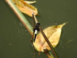 Pseudothemis zonata (Burmeister 1839) resmi