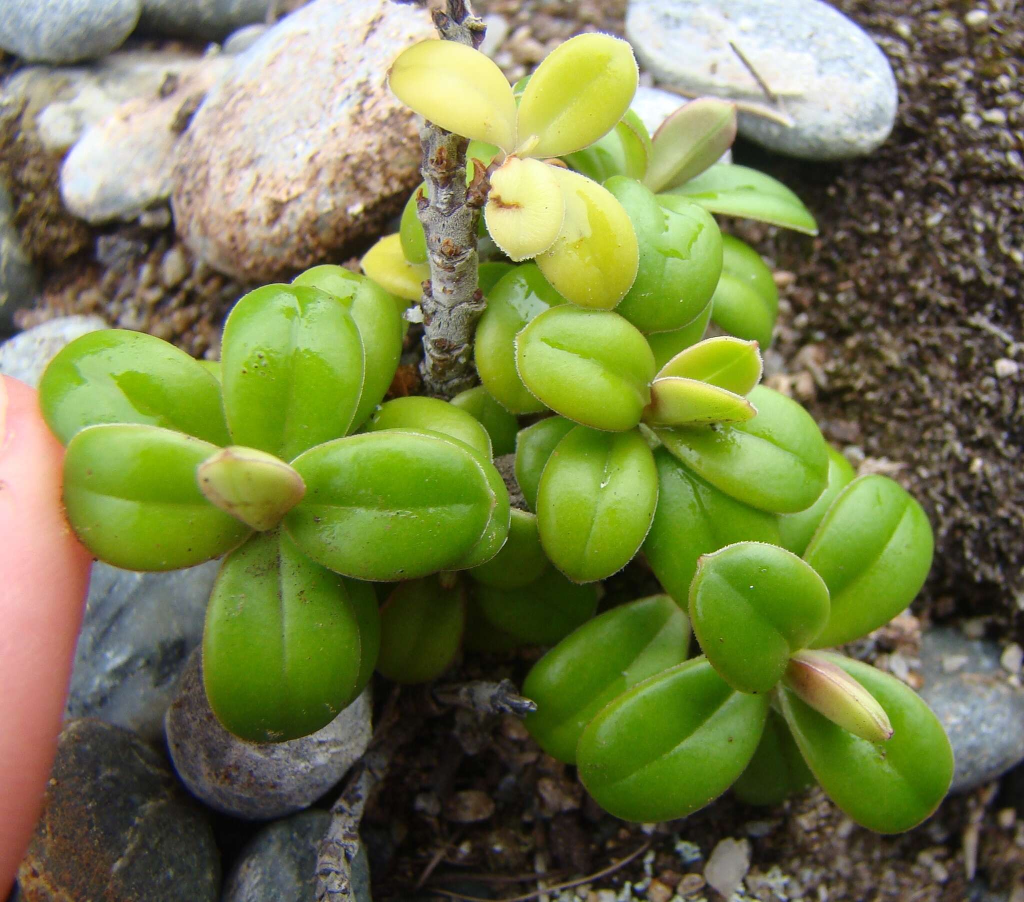 Image of Veronica elliptica G. Forster