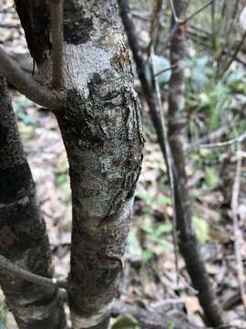 Image of Flindersia bennettii F. Müll. ex C. Moore