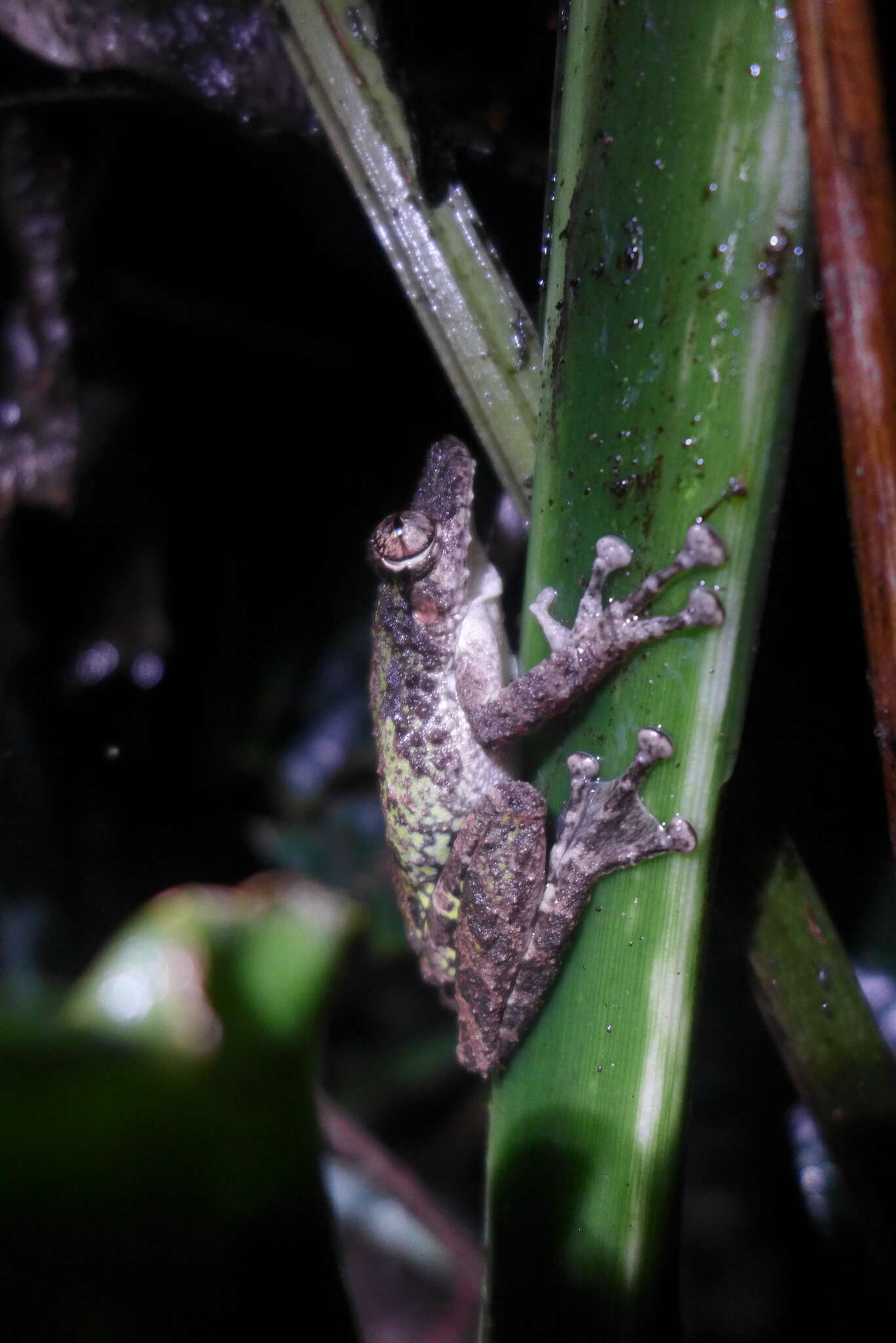 Image of Boulenger's Snouted Treefrog