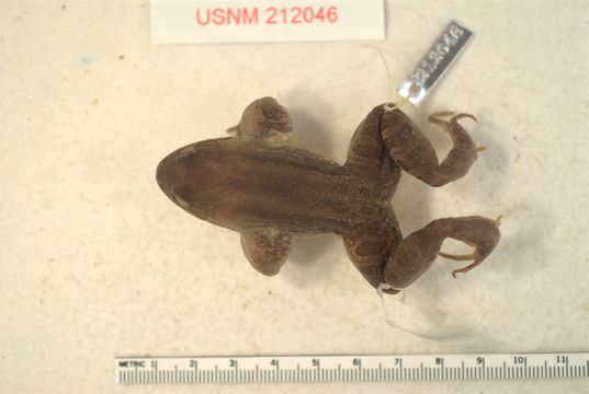 Image of <i>Leptodactylus silvanimbus</i> Mc Cranie, Wilson & Porras 1980