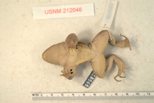 Image of <i>Leptodactylus silvanimbus</i> Mc Cranie, Wilson & Porras 1980