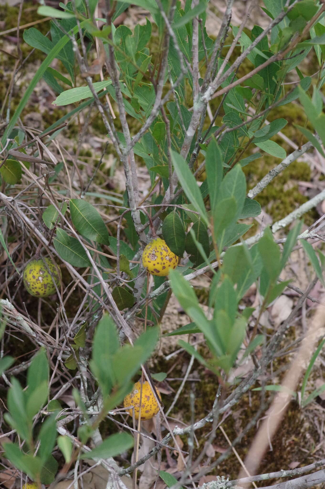 Landolphia camptoloba (K. Schum.) Pichon的圖片