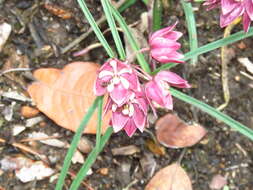 Image of Asclepias circinalis (Decne.) R. E. Woodson