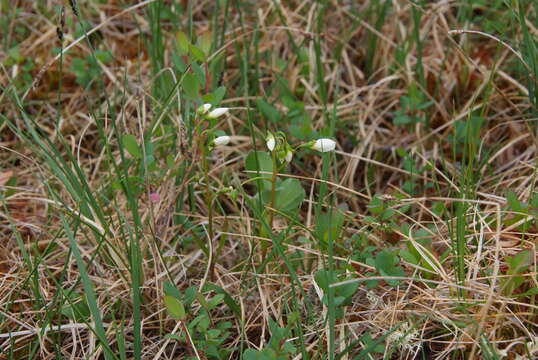 Image of Tuberous Springbeauty