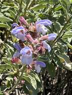 Imagem de Salvia pomifera subsp. calycina (Sm.) Hayek