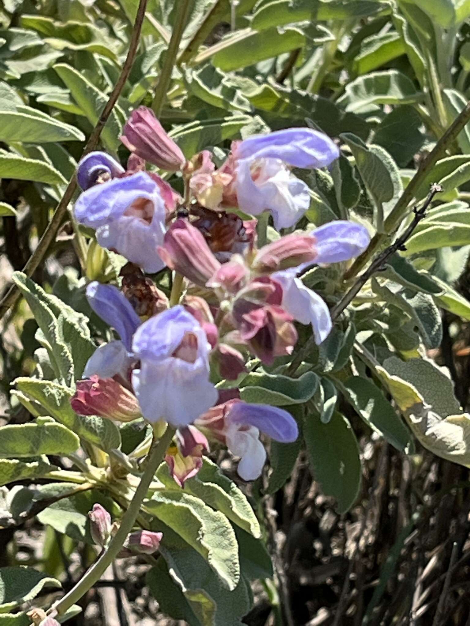 Sivun Salvia pomifera subsp. calycina (Sm.) Hayek kuva