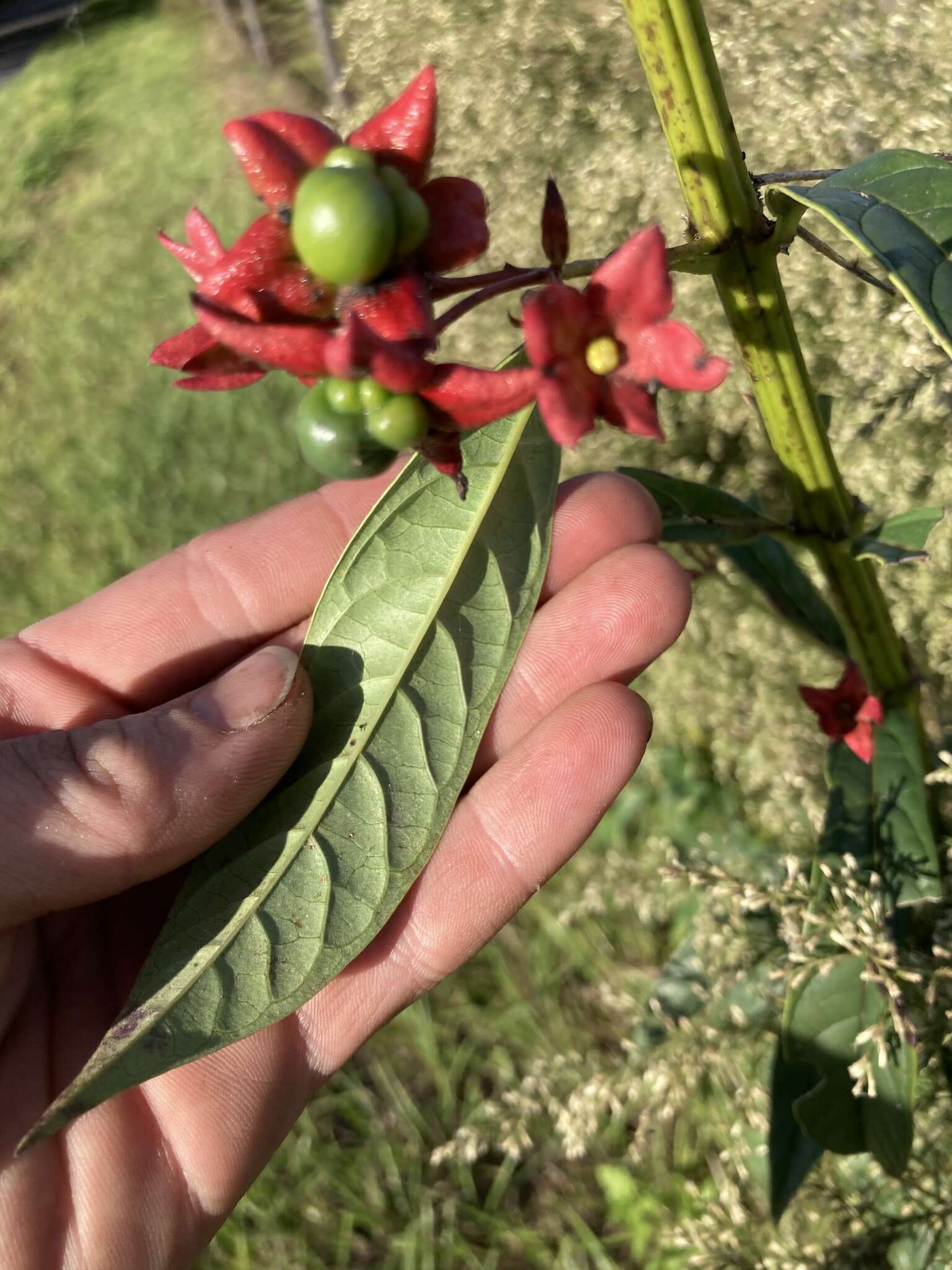 Imagem de Clerodendrum indicum (L.) Kuntze