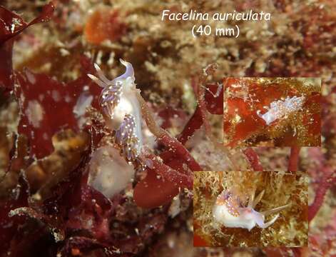 Image of slender facelina